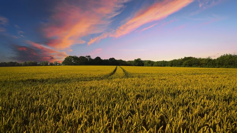 Farmland