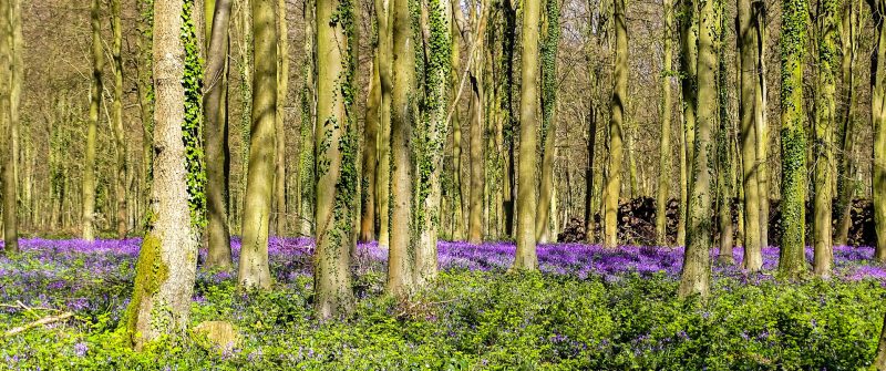 Bluebell wood